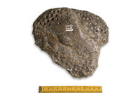 F 00831
<br/>
<br/>
<em></em>